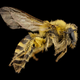 Colletes hederae